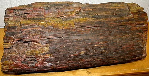 Petrified wood Jasper