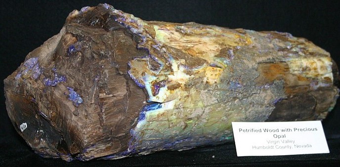 Nevada wood opal